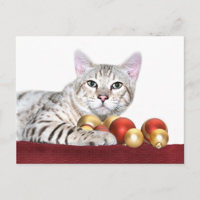 Cartes Pour Fêtes Annuelles Noël du chat du Bengale (Devant)