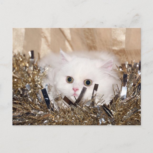 Cartes Pour Fêtes Annuelles Noël du chat perse blanc (Devant)
