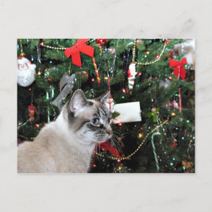Cartes Pour Fêtes Annuelles Noël du chat siamois