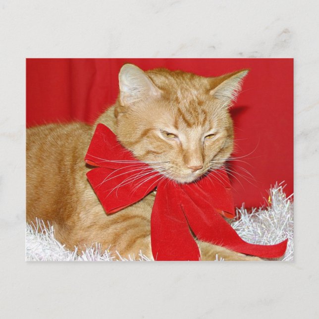 Cartes Pour Fêtes Annuelles Noël du chat tabby orange (Devant)