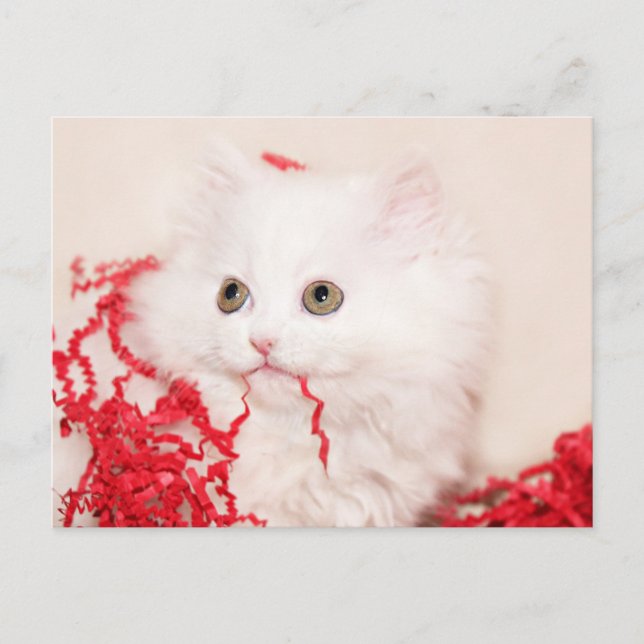 Cartes Pour Fêtes Annuelles Noël du chaton perse (Devant)