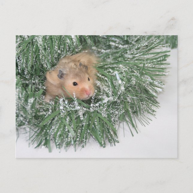 Cartes Pour Fêtes Annuelles Noël du hamster (Devant)