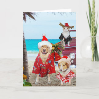 Cartes Pour Fêtes Annuelles Noël du Laboratoire/Chien et Chat Hawaï/Surfeur