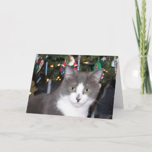 Cartes Pour Fêtes Annuelles Noël gris et blanc de minou