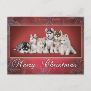 Cartes Pour Fêtes Annuelles Noël Husky
