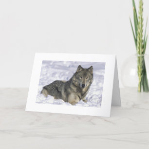Cartes Pour Fêtes Annuelles Noël intérieur de blanc de Noël de loup de neige