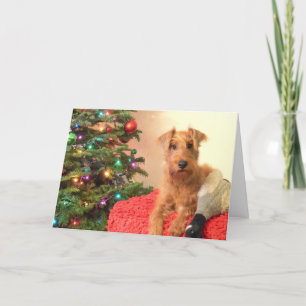Cartes Pour Fêtes Annuelles Noël Irlandais Terrier