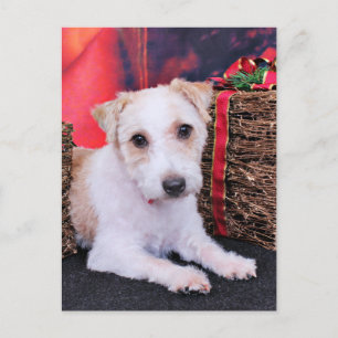 Cartes Pour Fêtes Annuelles Noël - Jack Russell - Wiley