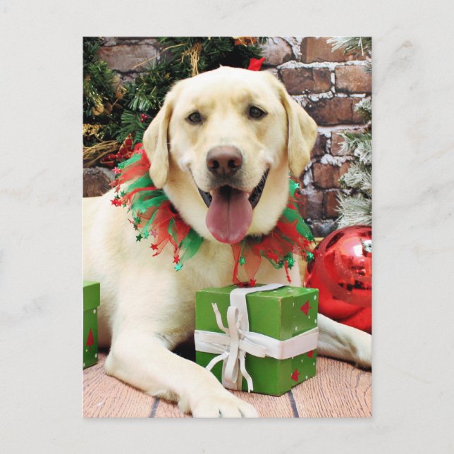 Cartes Pour Fêtes Annuelles Noël - Labrador Jaune - Strider (Devant)