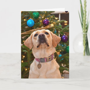 Cartes Pour Fêtes Annuelles Noël Labrador Retriers Holiday
