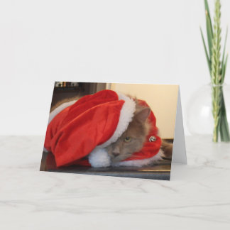 Cartes Pour Fêtes Annuelles Noël Maine Coon