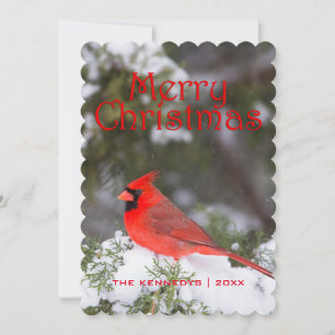 Cartes Pour Fêtes Annuelles Noël - mâle cardinal du nord dans l'arbre de