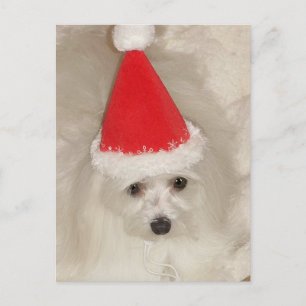 Cartes Pour Fêtes Annuelles Noël maltais