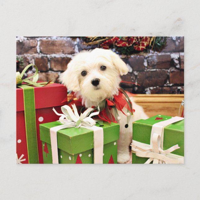 Cartes Pour Fêtes Annuelles Noël - maltais - éclair (Devant)