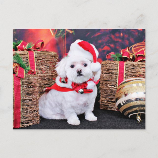 Cartes Pour Fêtes Annuelles Noël - Maltais - Zoey (Devant)