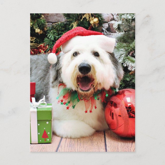 Cartes Pour Fêtes Annuelles Noël - Old English Sheepdog - Alphy (Devant)
