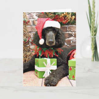 Cartes Pour Fêtes Annuelles Noël - Poodle standard - Bronco