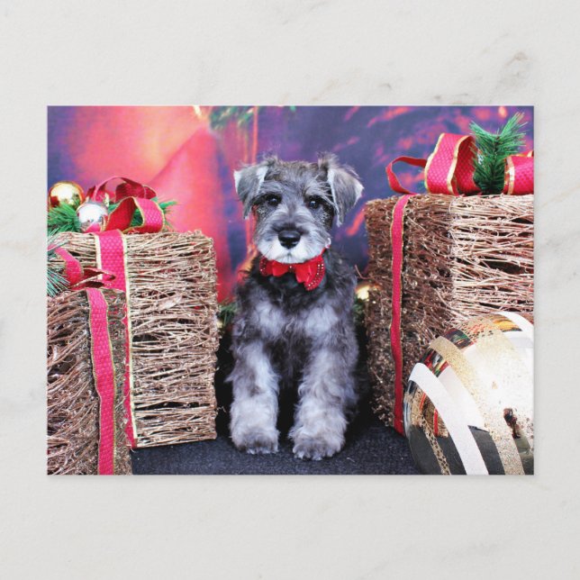 Cartes Pour Fêtes Annuelles Noël - Schnauzer - artilleur (Devant)