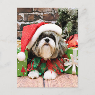 Cartes Pour Fêtes Annuelles Noël - Shih Tzu - Vince