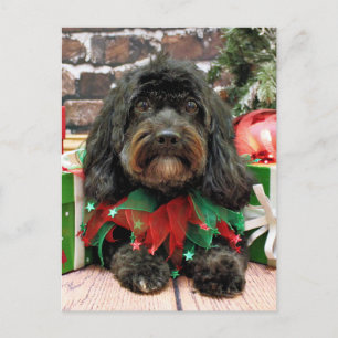 Cartes Pour Fêtes Annuelles Noël - Shih Tzu X - Bella