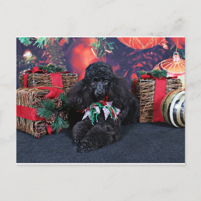 Cartes Pour Fêtes Annuelles Noël - Toby - Poodle (Devant)