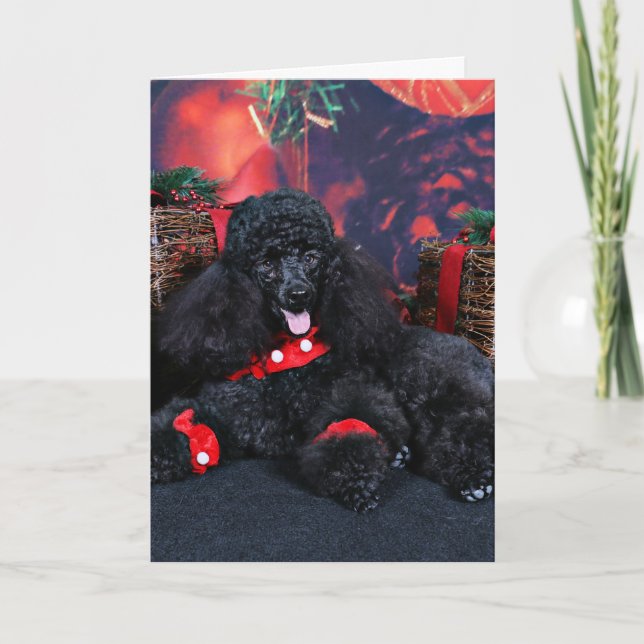 Cartes Pour Fêtes Annuelles Noël - Toby - Poodle (Devant)