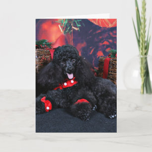 Cartes Pour Fêtes Annuelles Noël - Toby - Poodle
