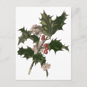 Cartes Pour Fêtes Annuelles Noël vintage, plante de houx vert avec baies