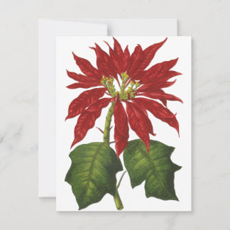 Cartes Pour Fêtes Annuelles Noël vintage, poinsettia rouge plante d'hiver