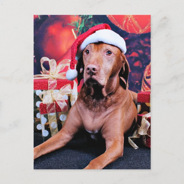 Cartes Pour Fêtes Annuelles Noël - Vizsla - Budda (Devant)