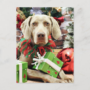 Cartes Pour Fêtes Annuelles Noël - Weimaraner - Lucy