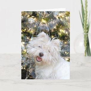 Cartes Pour Fêtes Annuelles Noël Westie