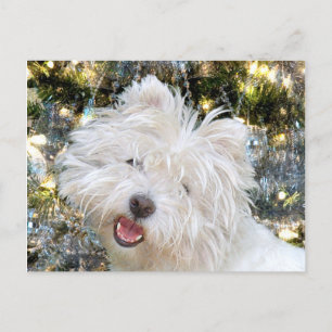 Cartes Pour Fêtes Annuelles Noël Westie