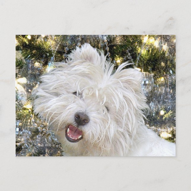 Cartes Pour Fêtes Annuelles Noël Westie (Devant)