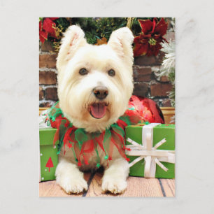 Cartes Pour Fêtes Annuelles Noël - Westie - Lucky
