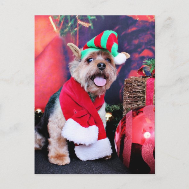 Cartes Pour Fêtes Annuelles Noël - Yorkie - Jake (Devant)
