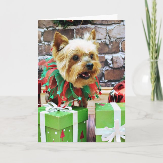Cartes Pour Fêtes Annuelles Noël - Yorkie - Willie (Devant)