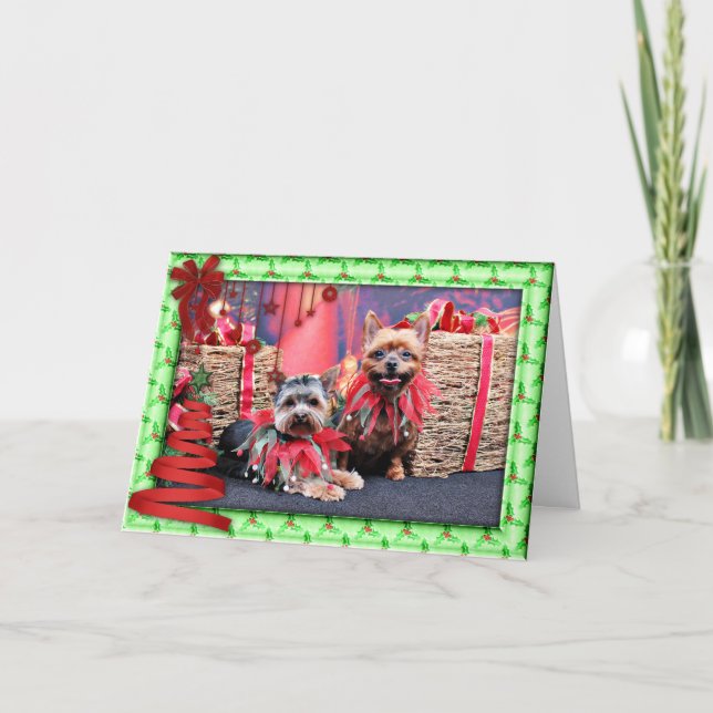 Cartes Pour Fêtes Annuelles Noël - Yorkshire Terrier - Chloe et Rocky (Devant)