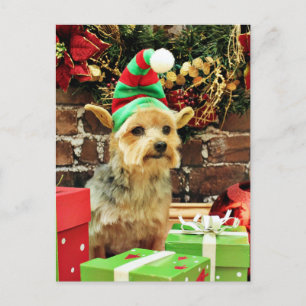 Cartes Pour Fêtes Annuelles Noël - Yorkshire Terrier - Vinnie