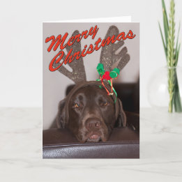 Cartes Pour Fêtes Annuelles Noir Labrador de Noël avec des colliers de fête