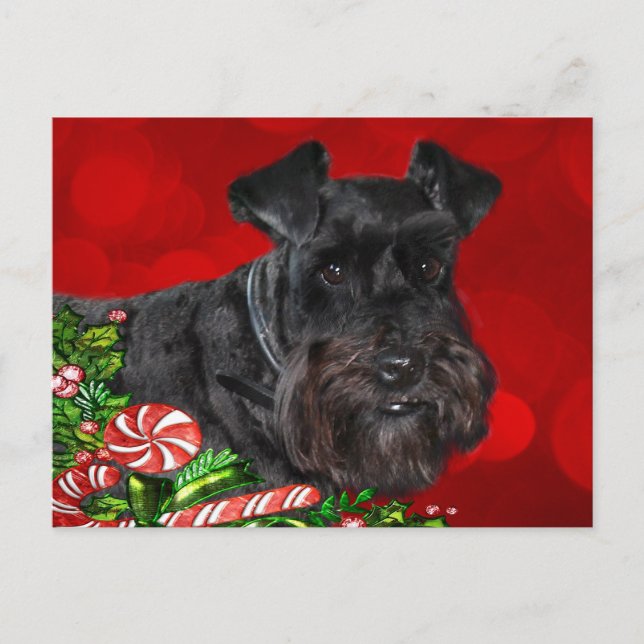 Cartes Pour Fêtes Annuelles Noir Schnauzer Noël (Devant)