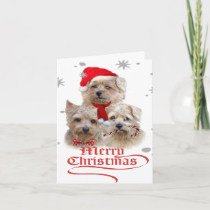 Cartes Pour Fêtes Annuelles Norwich Terrier Christmas