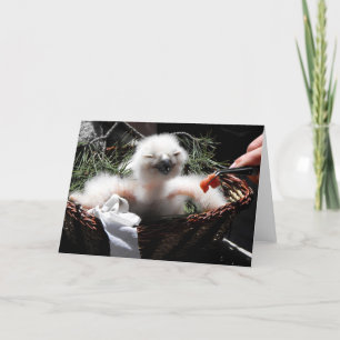 Cartes Pour Fêtes Annuelles Nourrir un poussin d'Aigle Owl