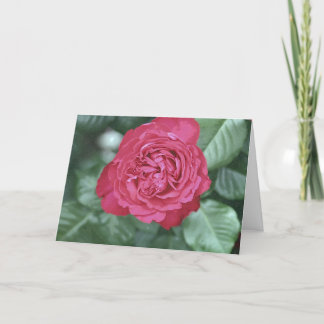 Cartes Pour Fêtes Annuelles Nous guérissons ensemble pendant que nous aimons