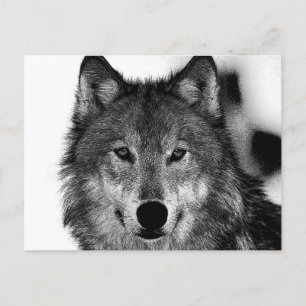 Cartes Pour Fêtes Annuelles Oeuvre de Loup noir et blanc
