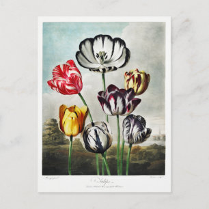 Cartes Pour Fêtes Annuelles Oeuvre des fleurs de tulipes