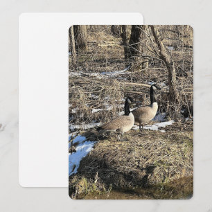 Cartes Pour Fêtes Annuelles Oies sauvages