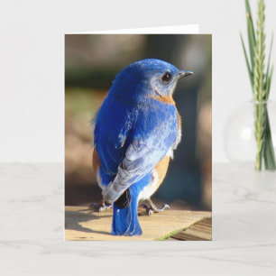 Cartes Pour Fêtes Annuelles Oiseau bleu oriental doux