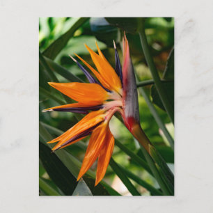 Cartes Pour Fêtes Annuelles Oiseau de fleur de paradis.