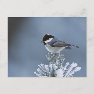 Cartes Pour Fêtes Annuelles Oiseau d'hiver perché sur une branche de pin givr